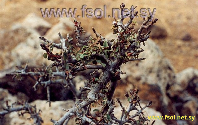 Pistacia atlantica Desf.